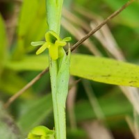 <i>Peristylus cubitalis</i>  (L.) Kraenzl.